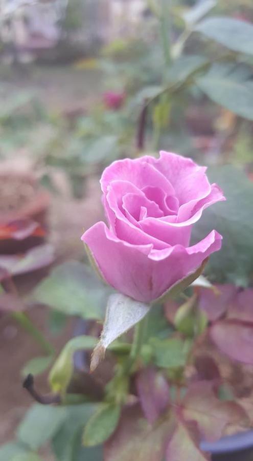 람푼 Baangaimuan B&B 외부 사진